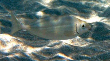 Siganus rivulatus