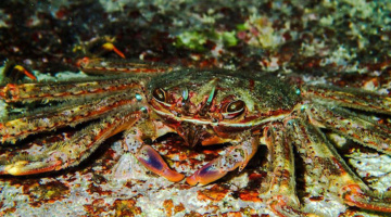 Il granchio corridore atlantico, per la scienza Percnon gibbesi