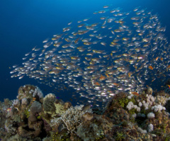 Pesci vetro a ridosso del reef