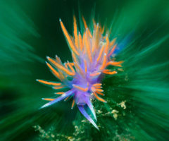 Un nudibranco su un idrozoo; l'illuminazione del flash sul solo soggetto crea un interessante effetto cromatico, enfatizzato dall'effetto zoom sullo sfondo
