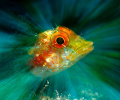 L'illuminazione del flash sulla sola testa del peperoncino evidenzia gli sgargianti colori di cui è composto, mentre sullo sfondo il verde e l'azzurro mescolati tra loro sembrano essere l'effetto di un dipinto