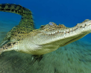 Un coccodrillo di mare mentre cammina sul fondo sabbioso; l'effetto zoom enfatizza il movimento in avanti dell'animale creando un senso di tridimensionalità