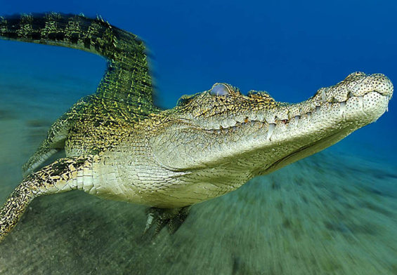Un coccodrillo di mare mentre cammina sul fondo sabbioso; l'effetto zoom enfatizza il movimento in avanti dell'animale creando un senso di tridimensionalità