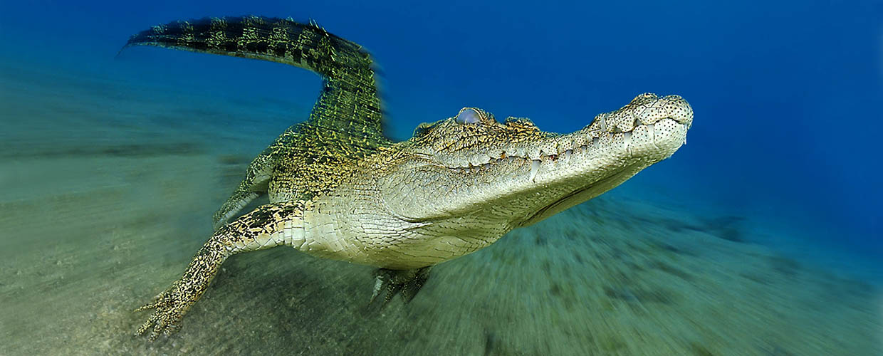 Un coccodrillo di mare mentre cammina sul fondo sabbioso; l'effetto zoom enfatizza il movimento in avanti dell'animale creando un senso di tridimensionalità