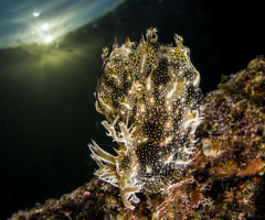 Un altro dei nudibranchi di provenienza Indo-Pacifico, la Bursatella leachii che ha popolato con colonie formate da migliaia di individui i fondali del mar Piccolo trovandovi una gran varietà di nutrienti e presente in almeno tre varianti cromatiche