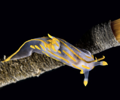 Un altro elegante nudibranco che popola i fondali del mar Piccolo, Polycera quadrilineata, sullo stelo di uno spirografo