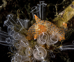 Un altro dei nudibranchi classificati rari, la Thecacera pennigera, le cui colonie che popolano i fondali del mar Piccolo sono costituite da alcune decine di esemplari che si stanno riproducendo e sono presenti in almeno tre varianti cromatiche