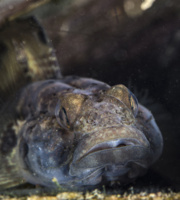 Un ghiozzo nero (Gobius niger) all’interno di una Pinna nobilis ormai morta. Questi pesci, qui nel mar Piccolo, raggiungono dimensioni considerevoli dovute alla grande presenza di nutrienti