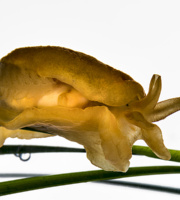 Un altro bellissimo nudibranco, la Berthella aurantiaca