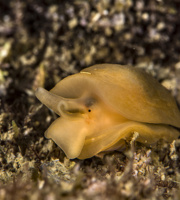 Un altro bellissimo nudibranco, la Berthella aurantiaca