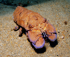 Questo crostaceo è stato fotografato in prossimita' delle lamiere del KT-12 di Orosei, e stranamente, a spasso sul fondo. Come spesso accade proprio su fondali sabbiosi, i relitti offrono un inaspettato rifugio agli abitanti marini che popolano l'intera zona. Nel "deserto" del fondale marino sabbioso il relitto diventa ben presto un'oasi di vita; pesci, crostacei e molluschi trovano rifugio tra le lamiere contorte del relitto.