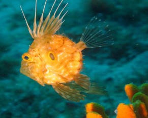 Un cucciolo di pesce San Pietro (Zeus faber)