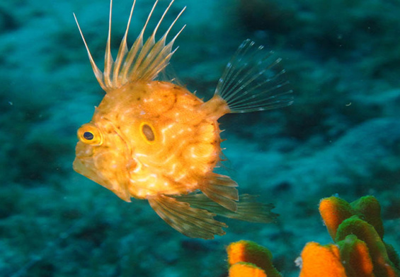 Un cucciolo di pesce San Pietro (Zeus faber)