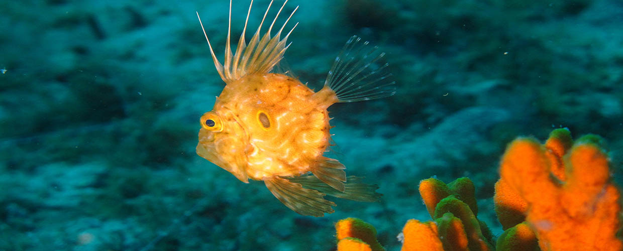 Un cucciolo di pesce San Pietro (Zeus faber)