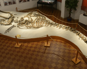 Mostra Mineralogica e Paleontologica G.A.M.P.S. Scandicci (FI)