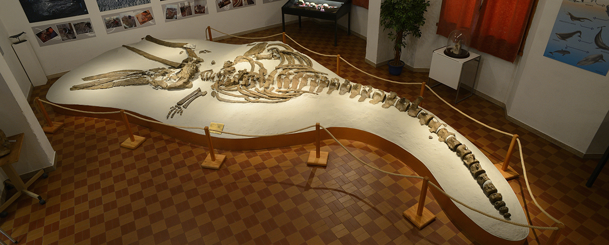 Mostra Mineralogica e Paleontologica G.A.M.P.S. Scandicci (FI)