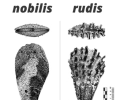 Gli esemplari giovani di P. nobilis sono quasi indistinguibili da esemplari di P. rudis. Le differenze sono ben apprezzabili solo tra gli individui adulti delle due specie