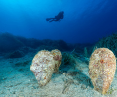 Foto intitolata "Non stiamo a guardare". I progetti di Citizen Science sulla salvaguardia della Pinna nobilis sono svariati e tutti i sub ci possono partecipare