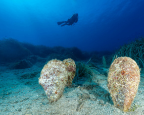 Foto intitolata "Non stiamo a guardare". I progetti di Citizen Science sulla salvaguardia della Pinna nobilis sono svariati e tutti i sub ci possono partecipare