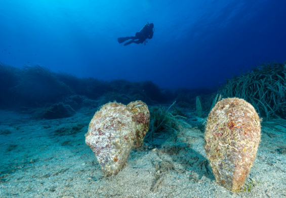 Foto intitolata "Non stiamo a guardare". I progetti di Citizen Science sulla salvaguardia della Pinna nobilis sono svariati e tutti i sub ci possono partecipare