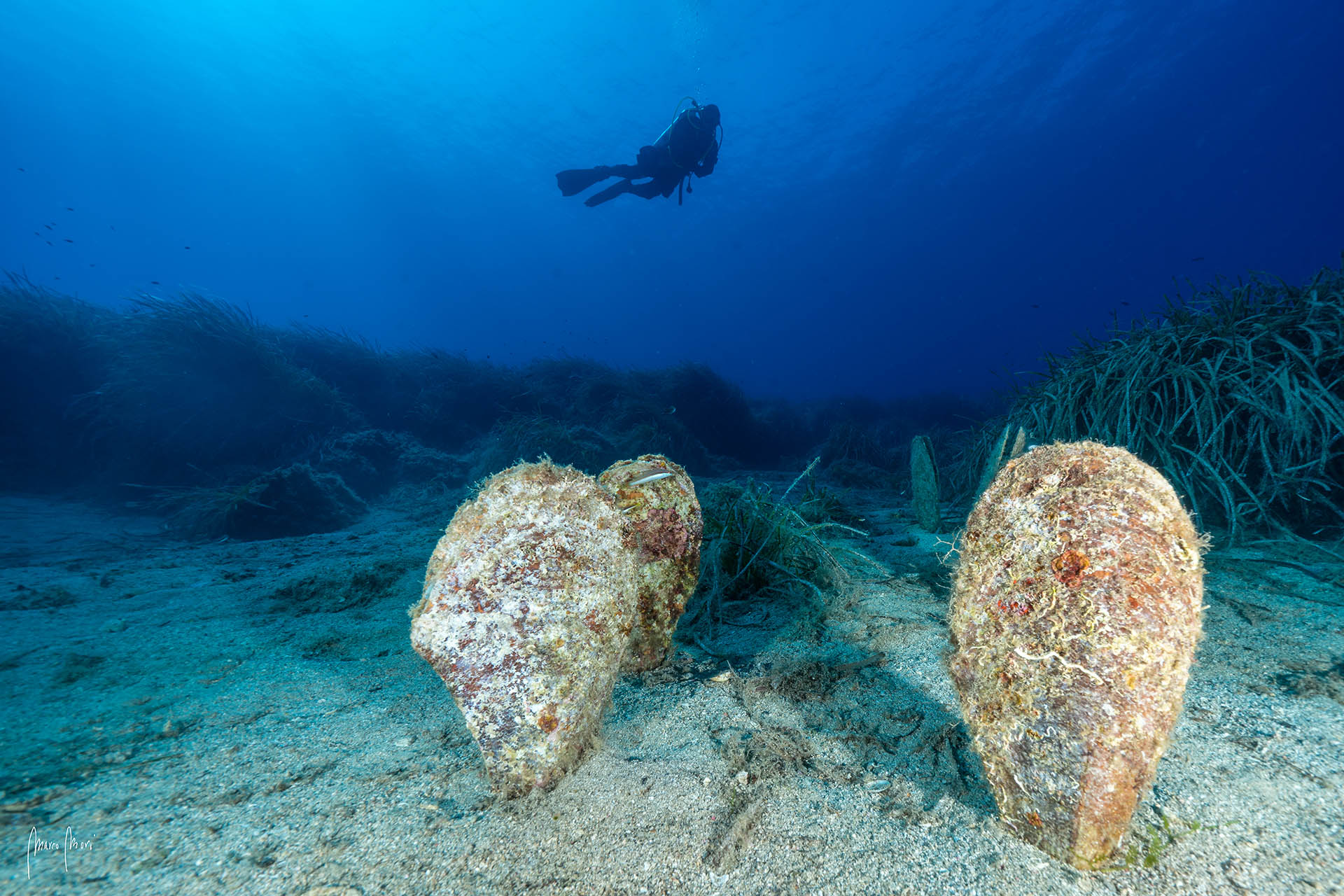 Foto intitolata "Non stiamo a guardare". I progetti di Citizen Science sulla salvaguardia della Pinna nobilis sono svariati e tutti i sub ci possono partecipare