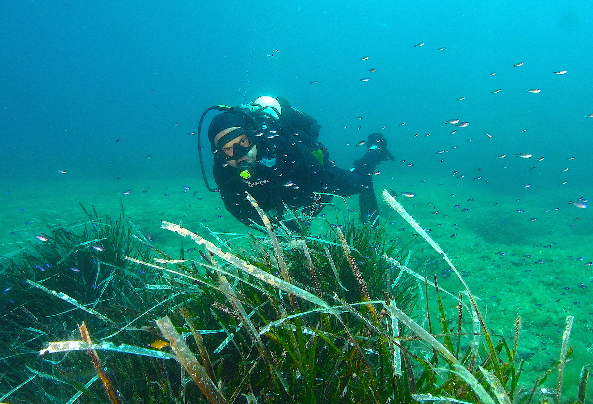 La balena verde