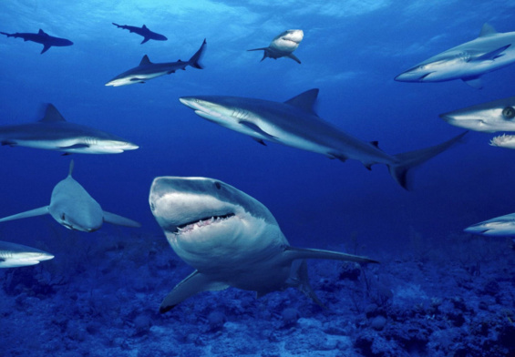 immagine composta con varie specie di squali by “scienze-naturali.com”