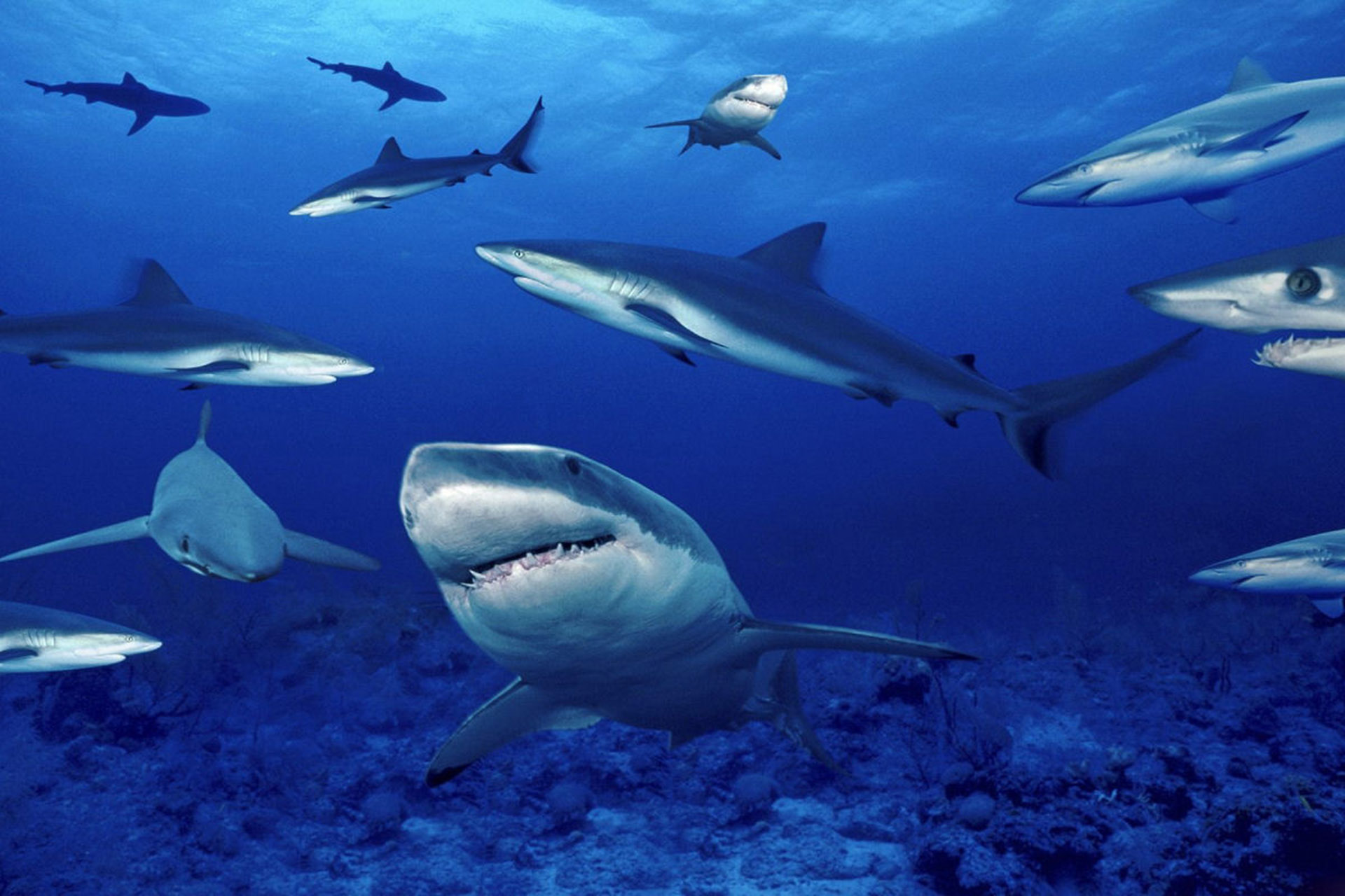 immagine composta con varie specie di squali by “scienze-naturali.com”