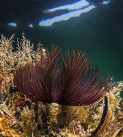 Uno dei tantissimi vermi tubiformi che si trovano su ogni substrato presente nei fondali del mar Piccolo, il Branchiomma luctuosum dai bellissimi colori