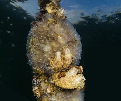 Un esempio della enorme biodiversità presente nel mar Piccolo la si può osservare su questa cima abbandonata che è interamente colonizzata da una moltitudine di animali filtratori: ascidie, spugne, poriferi, molluschi, ecc...