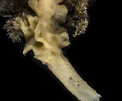 La spugna Paraleucilla magna, una spugna calcarea con carattere “alieno invasivo” tipica dei mari del Brasile