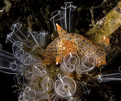 Un altro dei nudibranchi classificati rari, la Thecacera pennigera, le cui colonie che popolano i fondali del mar Piccolo sono costituite da alcune decine di esemplari che si stanno riproducendo e sono presenti in almeno tre varianti cromatiche