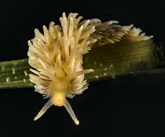 Un altro nudibranco particolare: Aeolodiella alderi