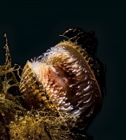 Uno dei tantissimi molluschi filtratori, il Lima lima, che vive sul fondale del mar Piccolo: ben visibili le valve aperte e i tentacoli estroflessi per la cattura dei nutrienti presenti nell’acqua