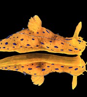 Il nudibranco classificato rarissimo per il Mediterraneo: Polycera elegans