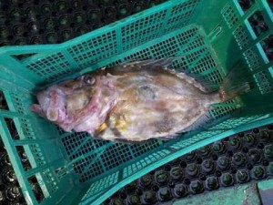 Zeus faber, alias pesce San Pietro, la specie di cui un esemplare è stato sorbonato all'Isola del Giglio
