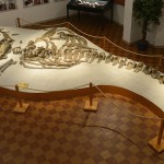 Mostra Mineralogica e Paleontologica G.A.M.P.S. Scandicci (FI)